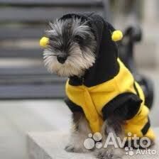 Одежда для кошек, собак