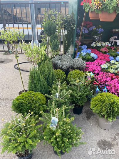 Ива хакуро нишики на штамбе