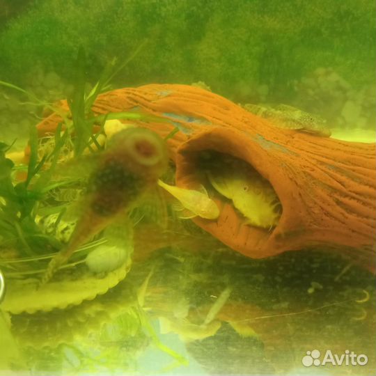 Живая рыба сом