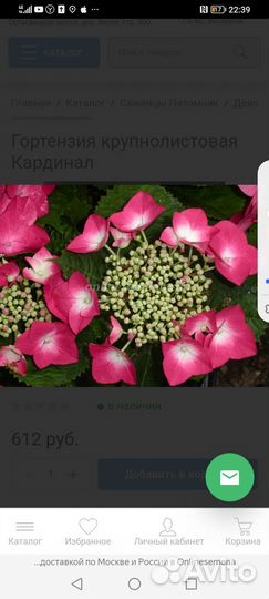 Гортензия крупнолистная бесконечное лето