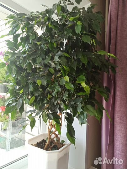 Фикус Бенджамина плетеный