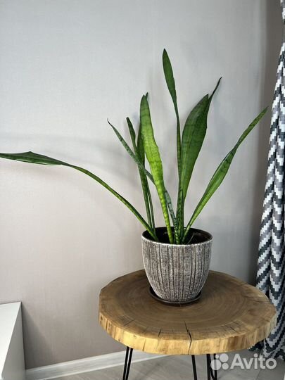 Драцена (сансевиера) Зейланика