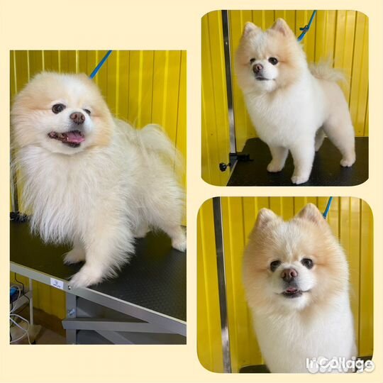 Модели на груминг бесплатно