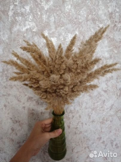 Пампасная трава, сухоцветы для декора 50 шт