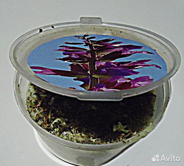 Живое мыло из цветов