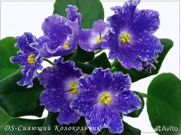 Фиалки сорт