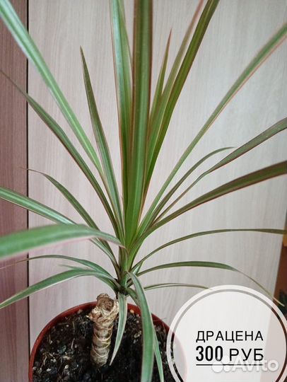 Комнатные цветы