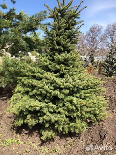 Ель крупномер