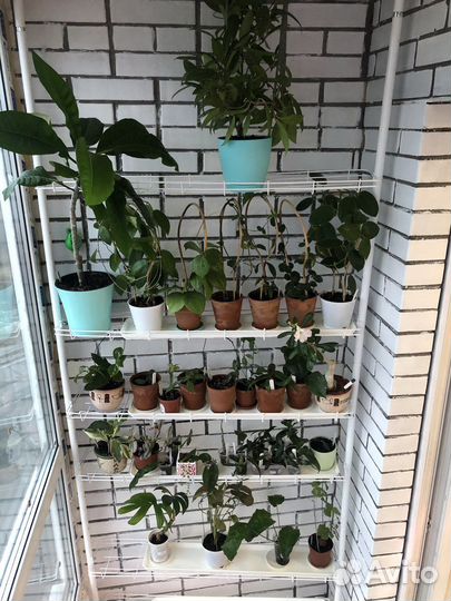 Стеллаж Кедр