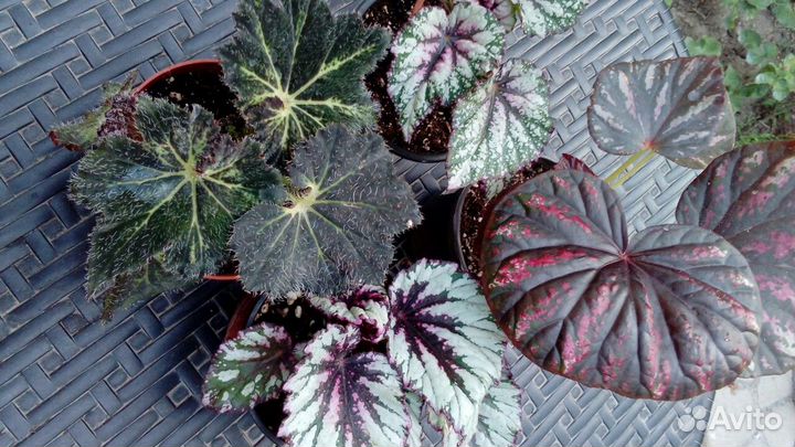 Бегонии Кейн