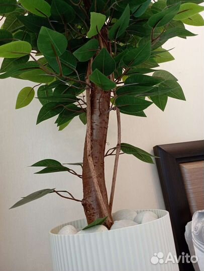 Фикус искусственный