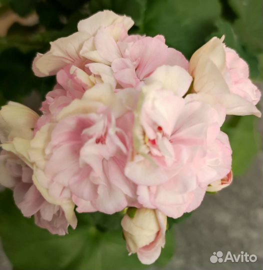 Пеларгония черенок Юв Рапунцель