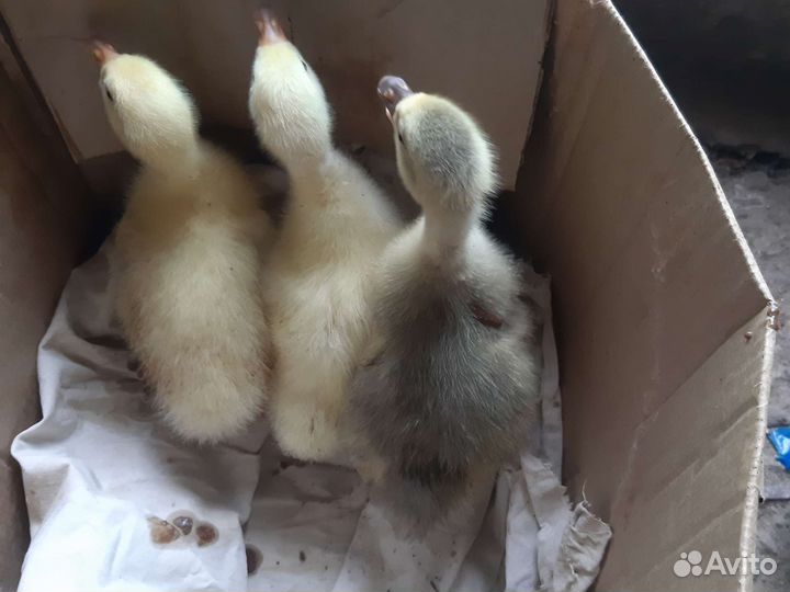 Индюки домашние,Гусь датский,Цыплята