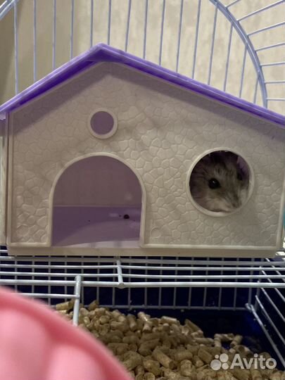 Джунгарский хомяк + клетка, корм