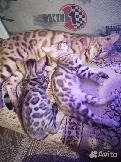 Бенгальские котята