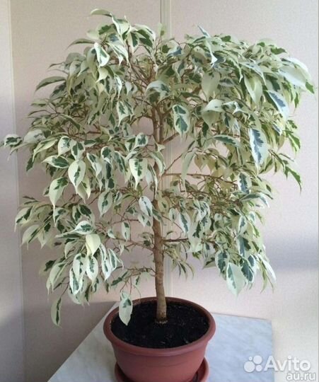 Фикус Бенджамина Твилайт толстянка красула