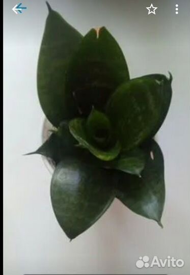 Комнатные цветы