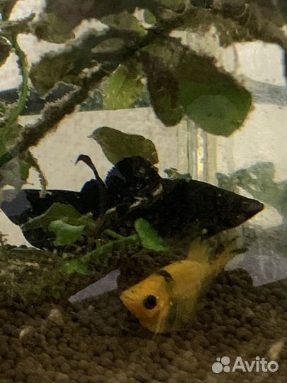 Рыбки моллинезии