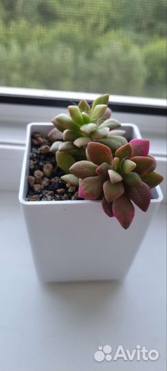 Суккуленты