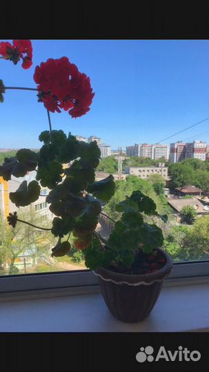 Пеларгония