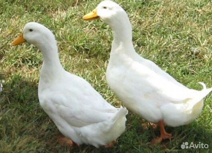 Утята Гусята