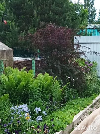 Бузульник и другие неприхотливые цветы