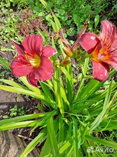 Лилейник,монарда розовая