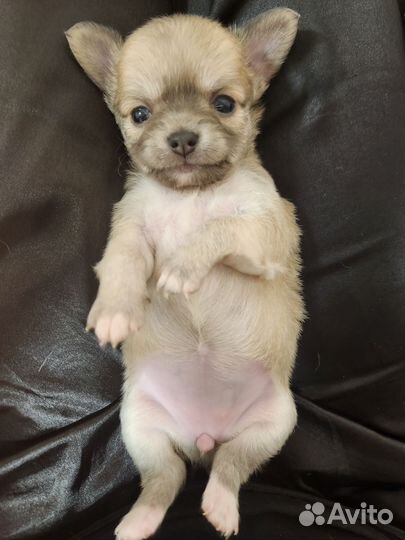 Чихуахуа мини девочка