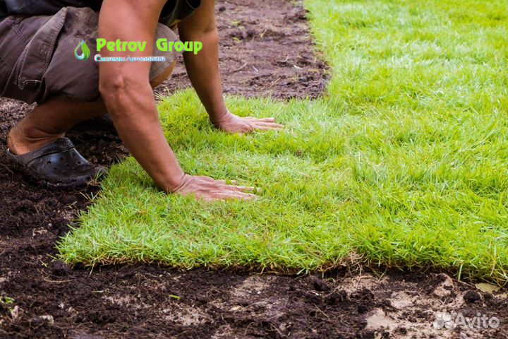 Газон рулонный элитный