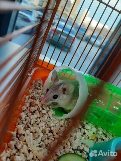 Иглистая мышь Акомис