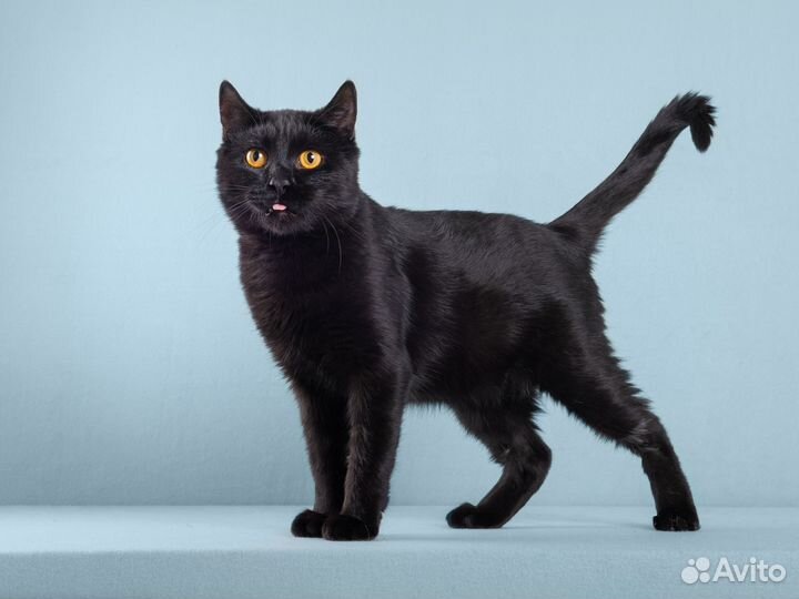 Чёрный красавец кот Гонзалес