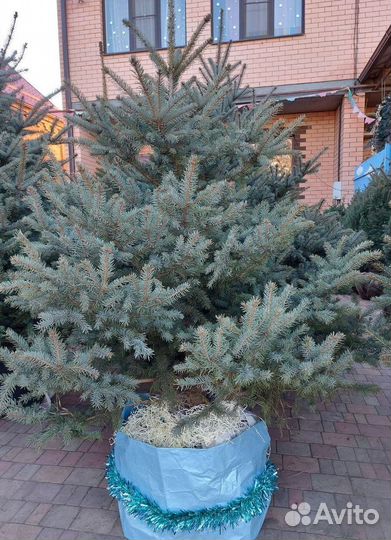 Саженцы Ёлок 0.8м