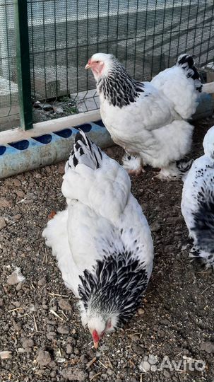 Цыплята порода Брама светлая Колумбийская