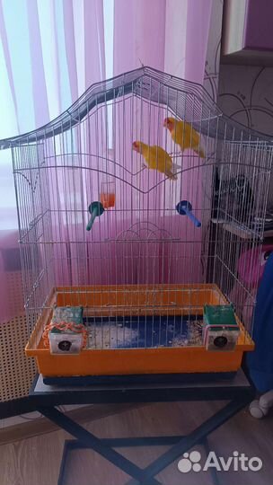 Продаю парочку попугаев неразлучников