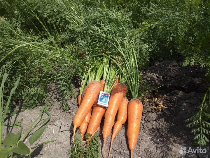 Продать морковь