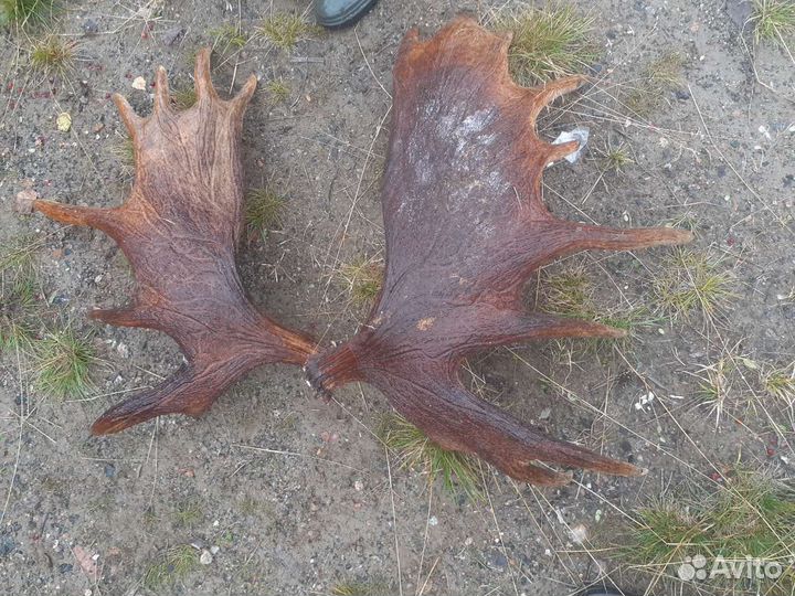 Продам рога лося
