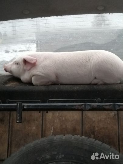 Домашние поросята