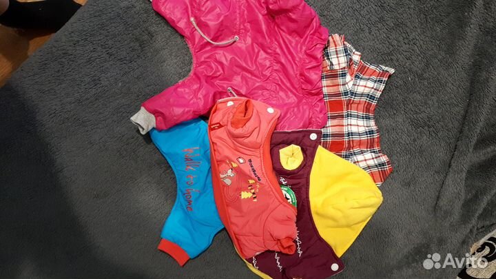 Вещи для маленькой собачки