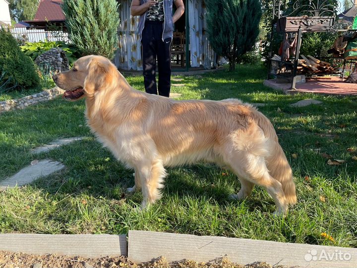 Вязка Ретривер