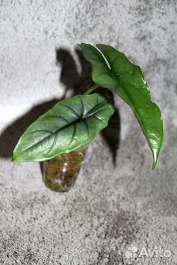 Алоказии 5 сортов