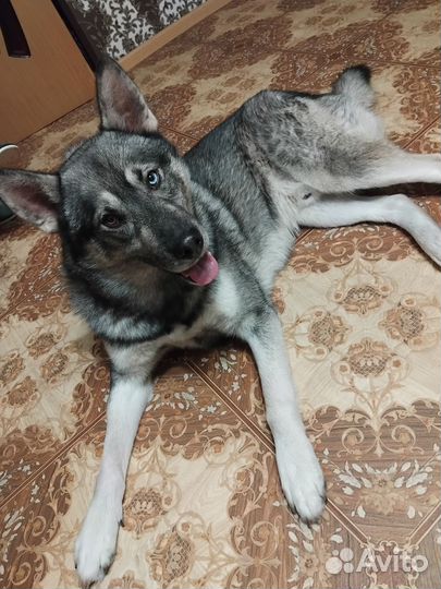 Хаски кобель вязка