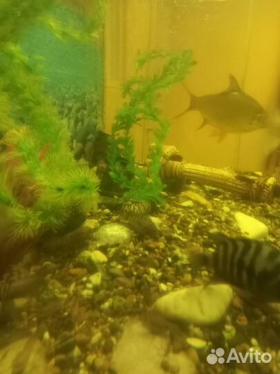 Аквариумные рыбки отдам бесплатно