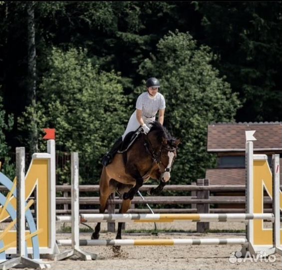 Аренда лошади