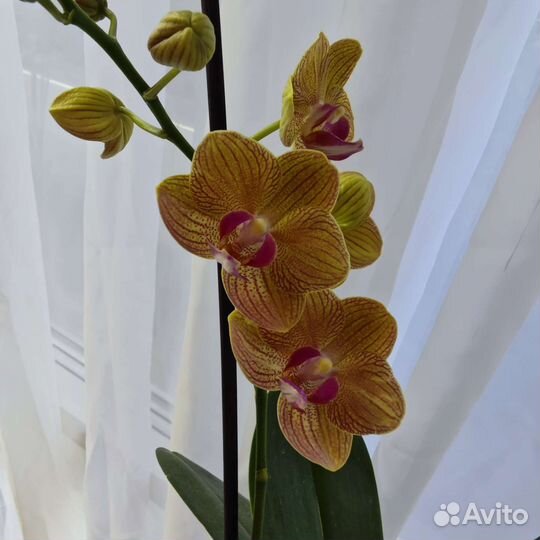 Орхидея фаленопсис