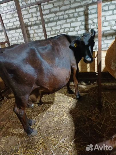 Джерсейская корова