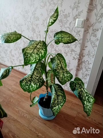 Диффенбахия 110 см