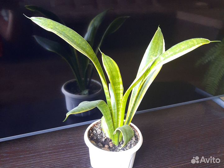 Комнатные растения цветы