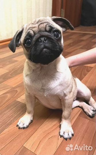 Вязка мопс девочка