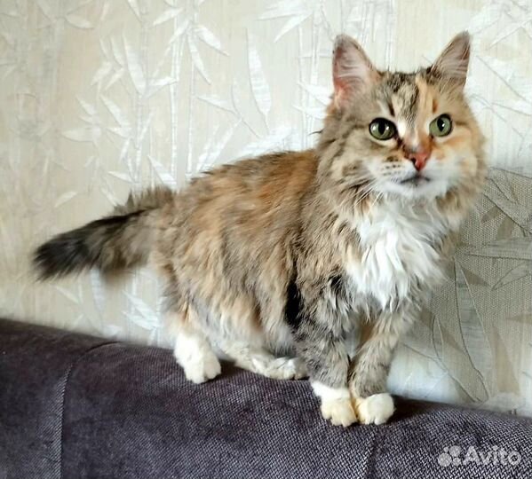 После смерти хозяина кошка стала никому не нужна