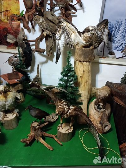 Чучела животных